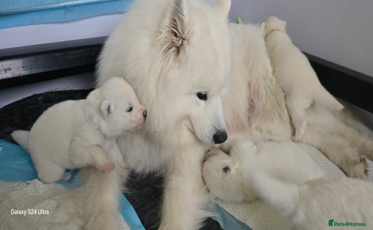 Samoyed dogs Pure white, excellent pedigree Samoyed puppies - Advert 12