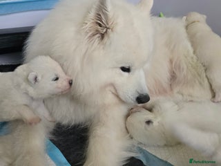 Samoyed dogs Pure white, excellent pedigree Samoyed puppies - Advert 12