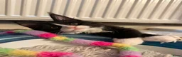 Maine Coon cats for sale: Beautiful Maine Coon kittens - Advert 9
