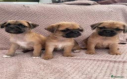 Mixed Breed dogs for sale: PUGAPOO 3 LEFT READY NOW  - Image 22