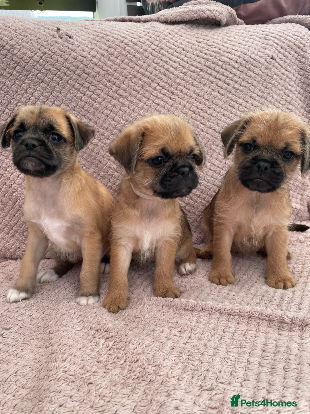 Mixed Breed dogs for sale: PUGAPOO 3 LEFT READY NOW  - Image 22
