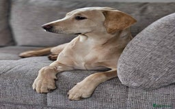 Labrador Retriever dogs for sale: Golden Labrador Retriever - Image 4