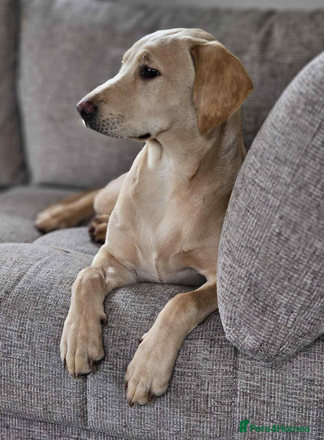 Labrador Retriever dogs for sale: Golden Labrador Retriever - Image 4