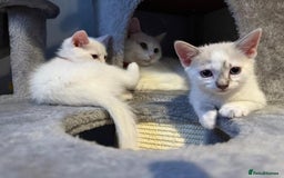Turkish Angora cats for sale: Turkish Angora kittens - Image 4