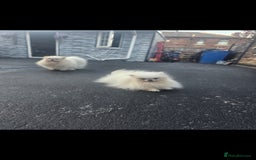 Pomeranian dogs for sale: 2 kc pomeranians male and female - Image 1