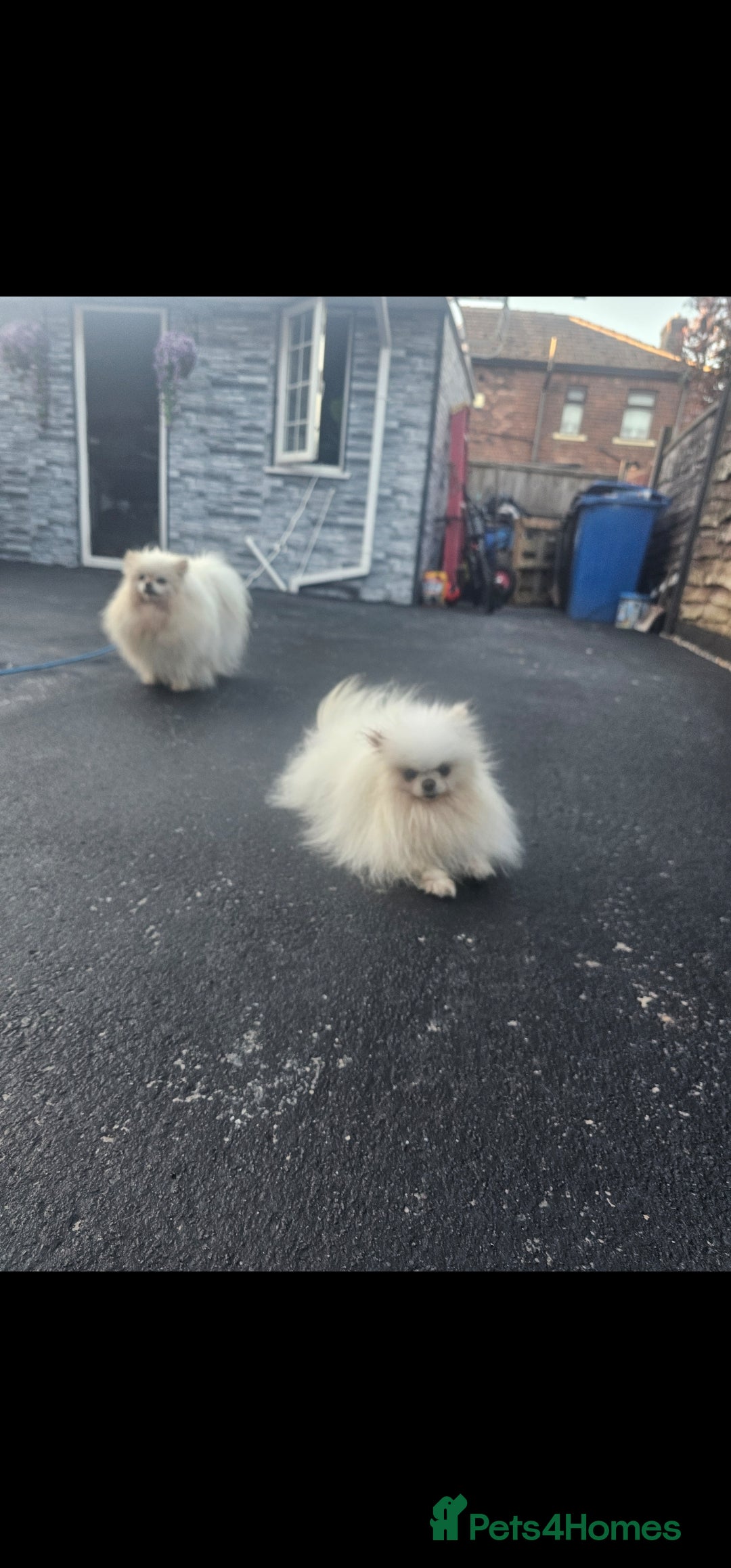 Pomeranian dogs for sale: 2 kc pomeranians male and female - Image 1