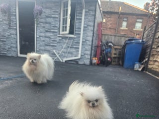 Pomeranian dogs - Advert 31