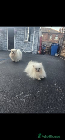 Pomeranian dogs - Advert 5