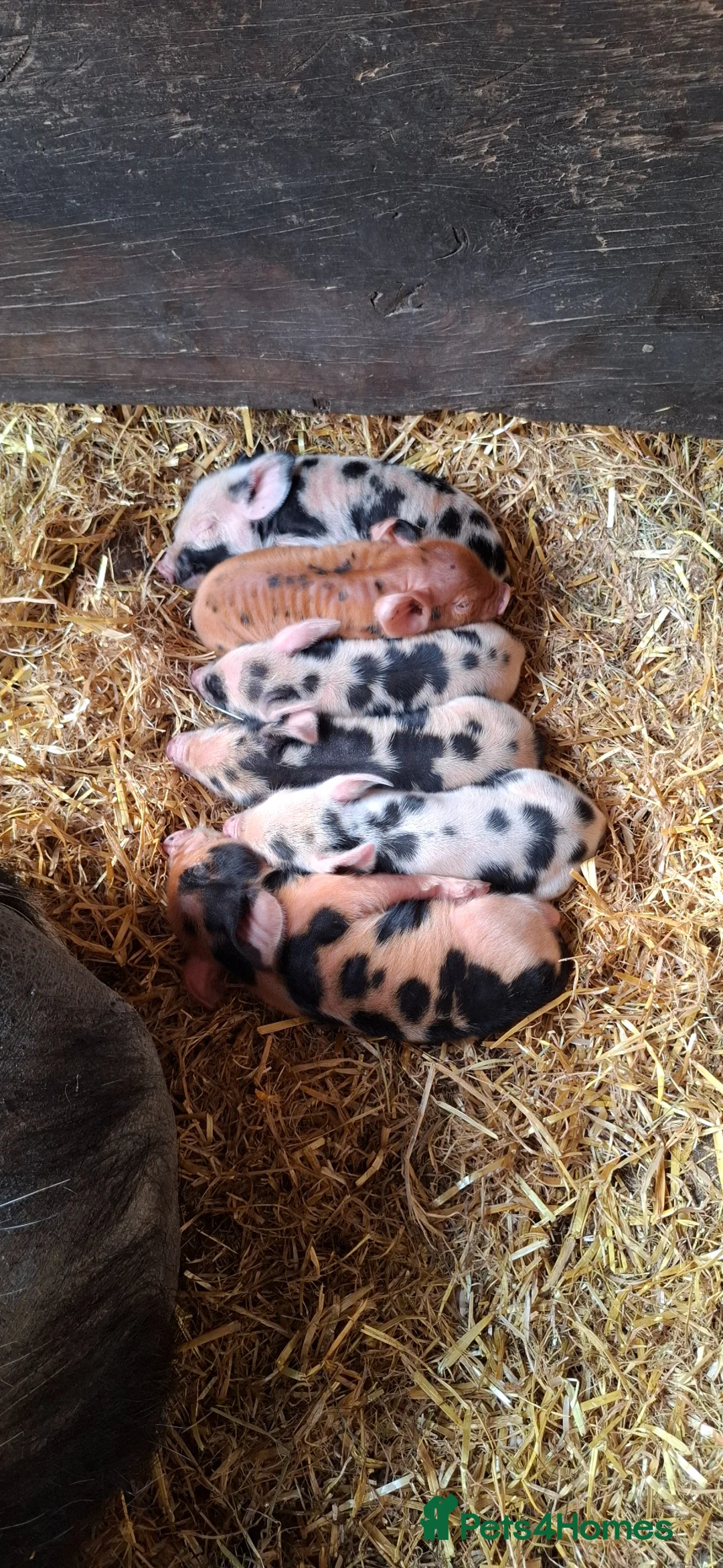 Pig livestock for sale: Kunekune piglets - Advert 2