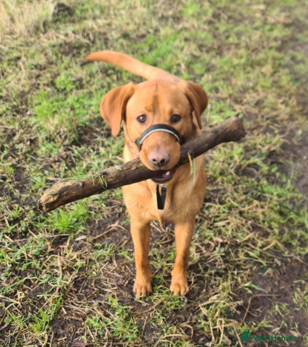 Labrador Retriever dogs for sale: Red Fox Labrador  - Advert 6