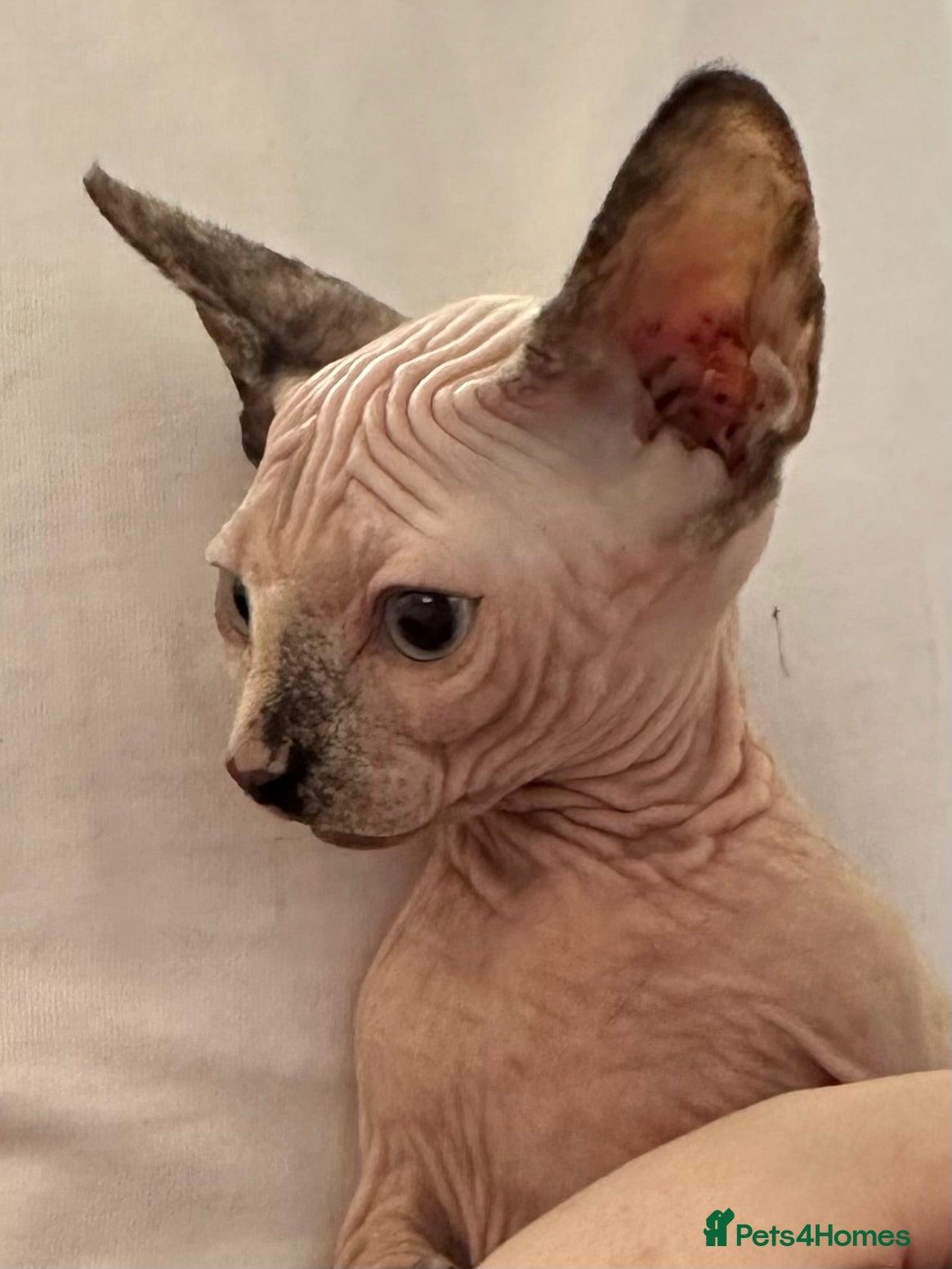 Sphynx cats Canadian sphynx kittens/bambino Ready Now ! - Advert 3