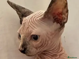 Sphynx cats Canadian sphynx kittens/bambino Ready Now ! - Advert 3