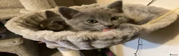 Ragdoll cats for sale: British short hair & ragdoll x - Advert 10