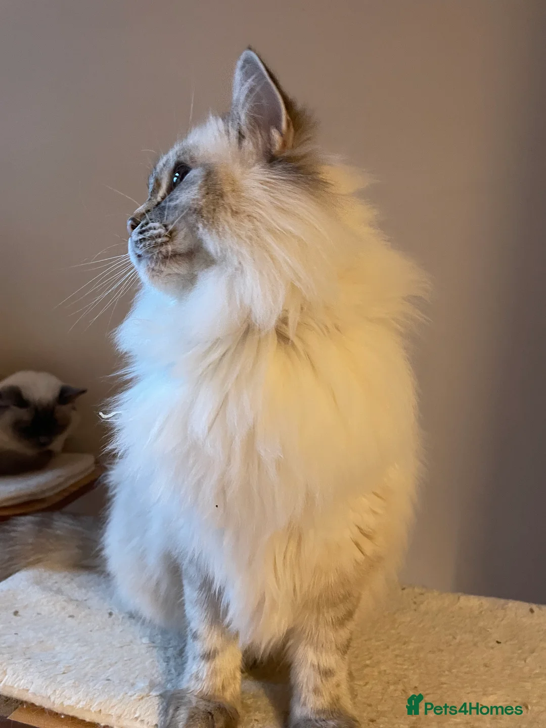 Ragdoll cats for sale:  Retiring now  - Advert 8