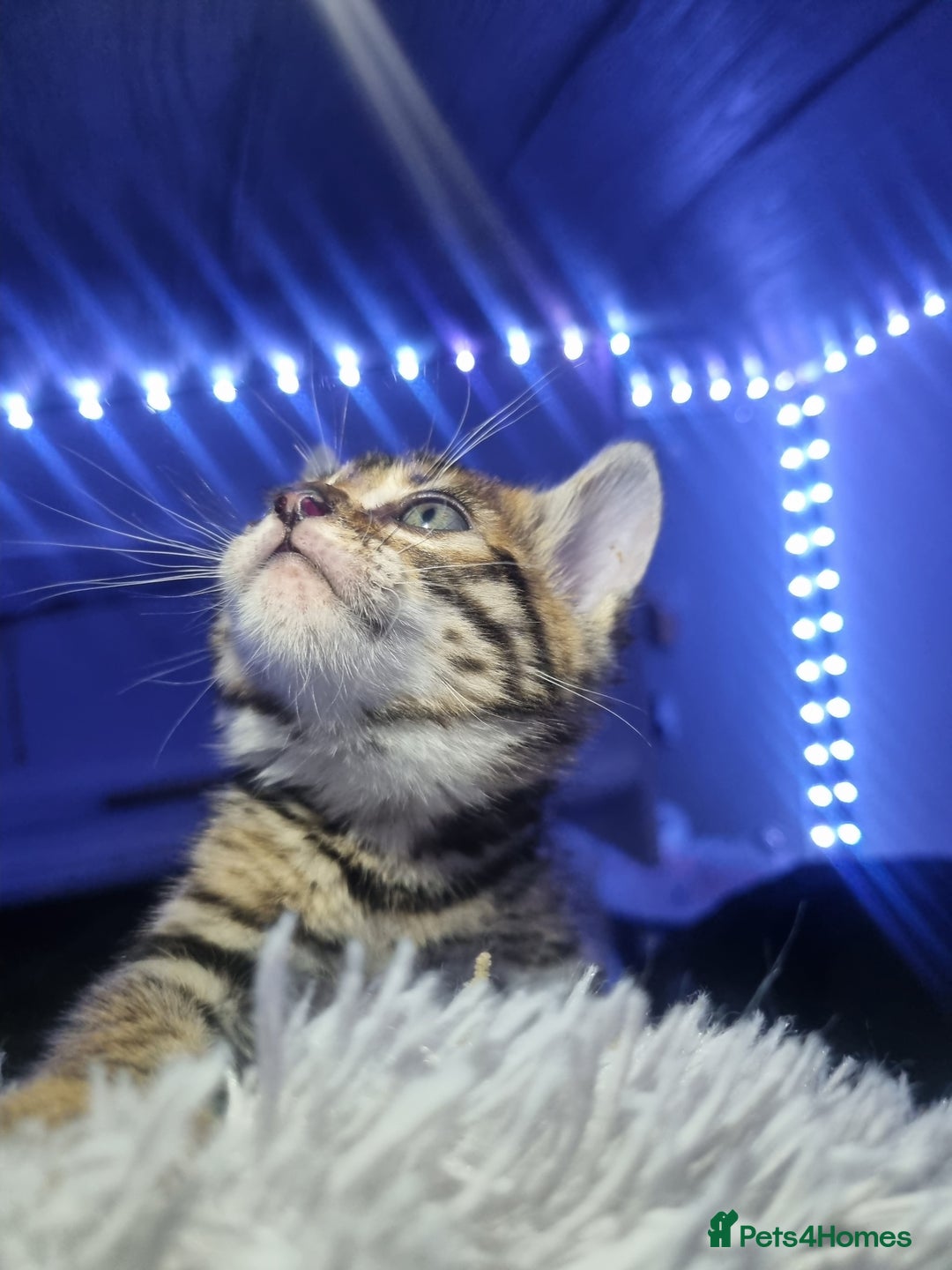 Bengal cats for sale: 4 Bengals for ready for new home - Advert 2