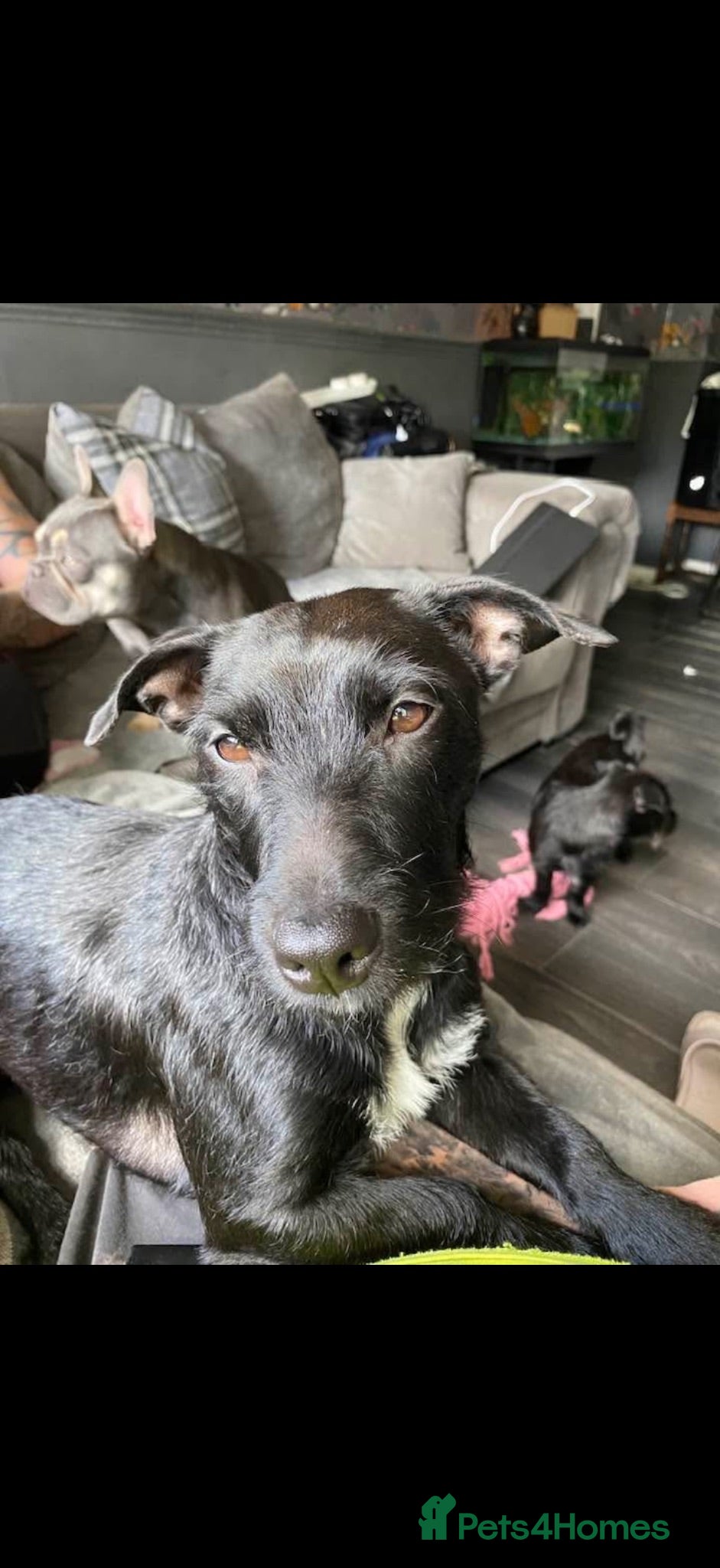 Patterdale Terrier dogs 2 year old patterdale terrier  - Advert 1