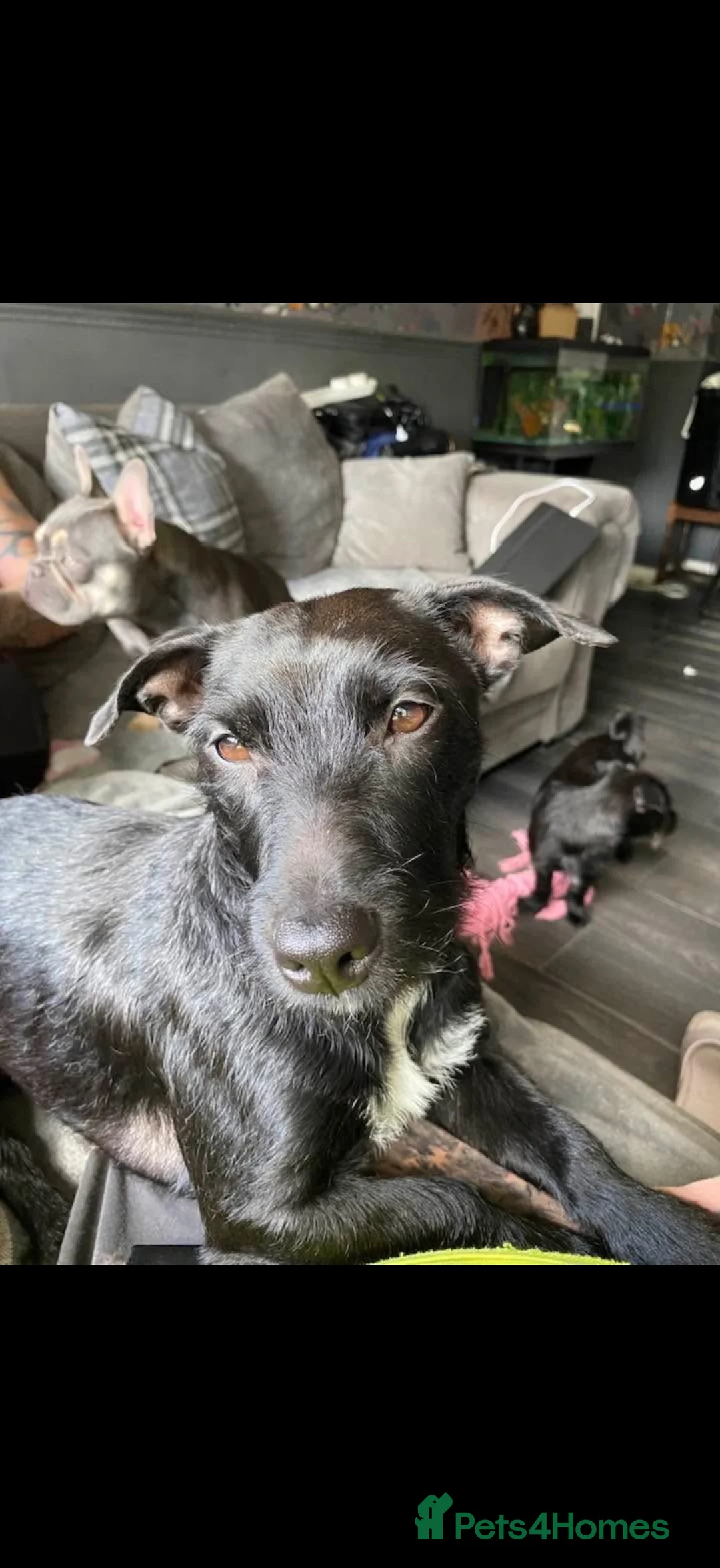 Patterdale Terrier dogs for sale: 2 year old patterdale terrier  - Advert 1