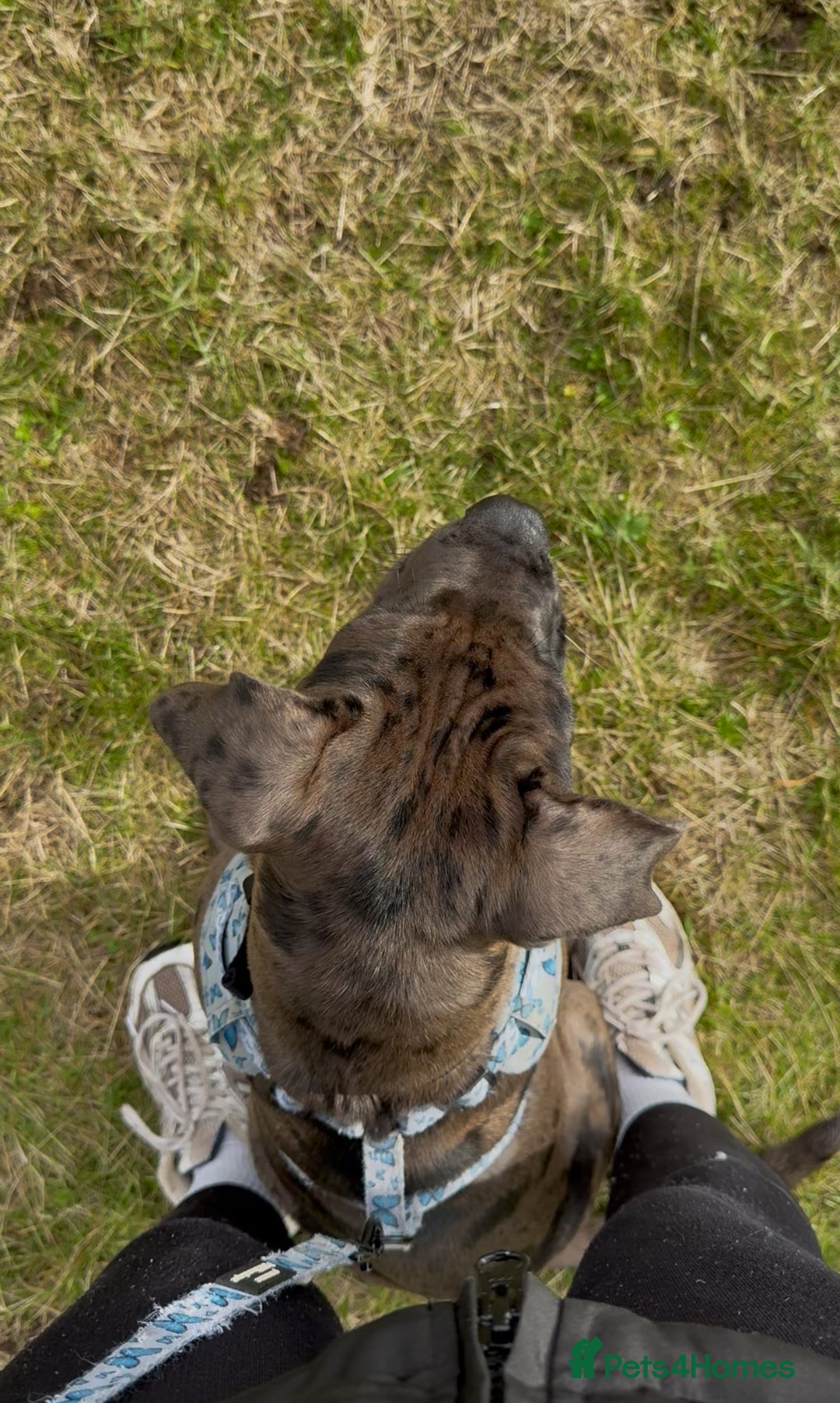Cane Corso dogs for sale: Loki  - Image 4