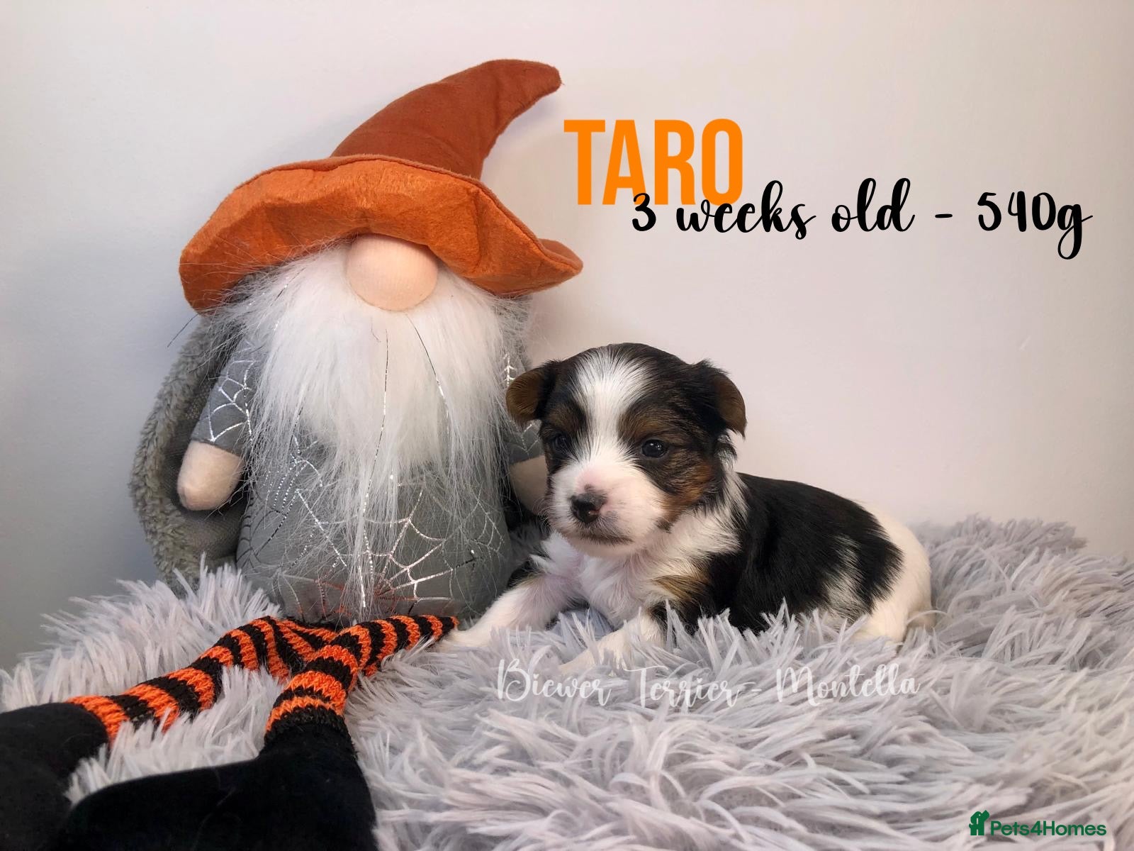 Yorkshire Terrier dogs for sale: Three Adorable Biewer Terrier Puppies LEFT! - Advert 1