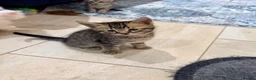 Bengal cats for sale:  Bengal x kittens  in Bristol - Advert 20