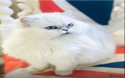 Persian cats for sale: Persian Chinchilla female - Image 1