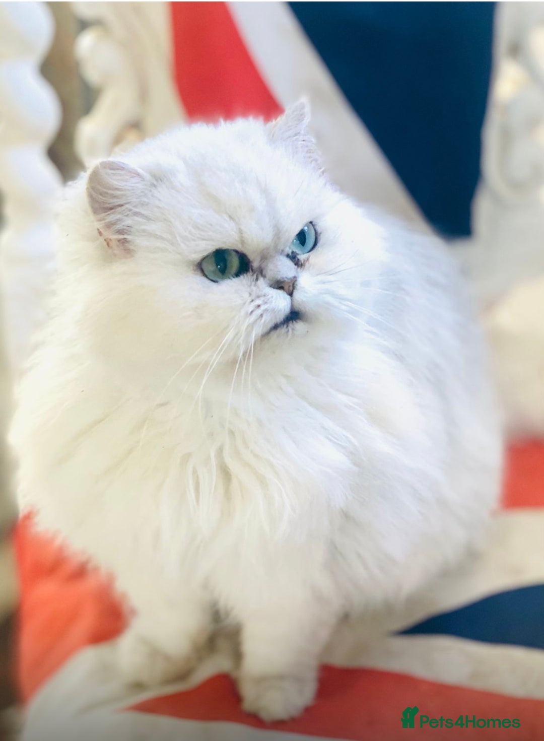 Persian cats for sale: Persian Chinchilla female - Image 1