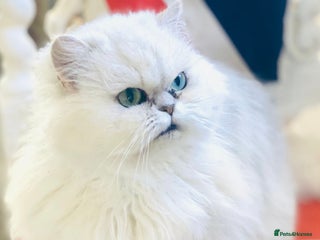 Persian cats - Advert 24