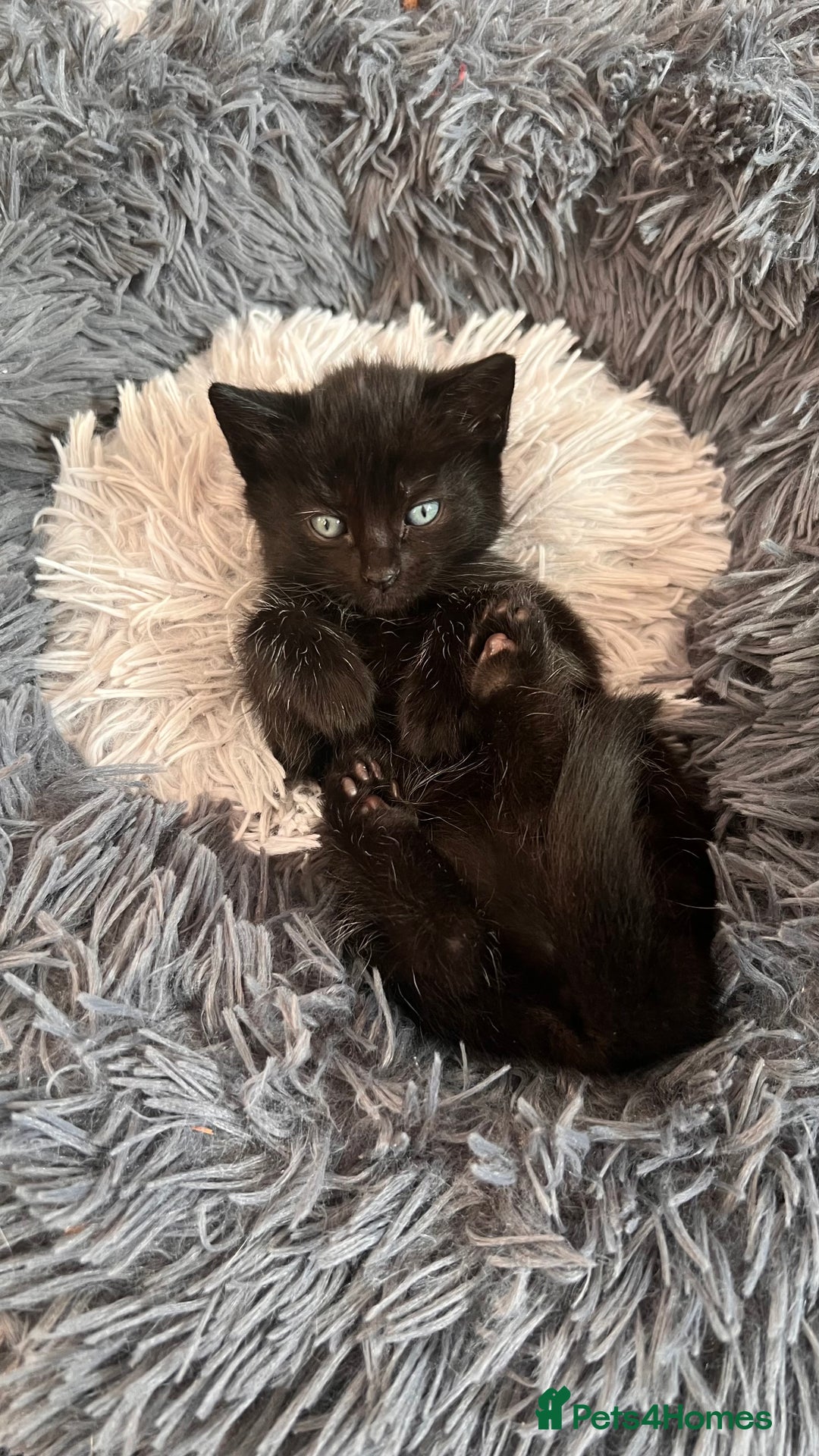 Mixed Breed cats for sale: adorable tuxedo kittens - Advert 4