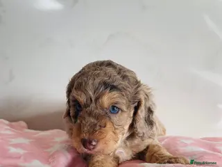 Cockapoo dogs Fully DNA tested stunning Cockapoo puppies - Advert 10