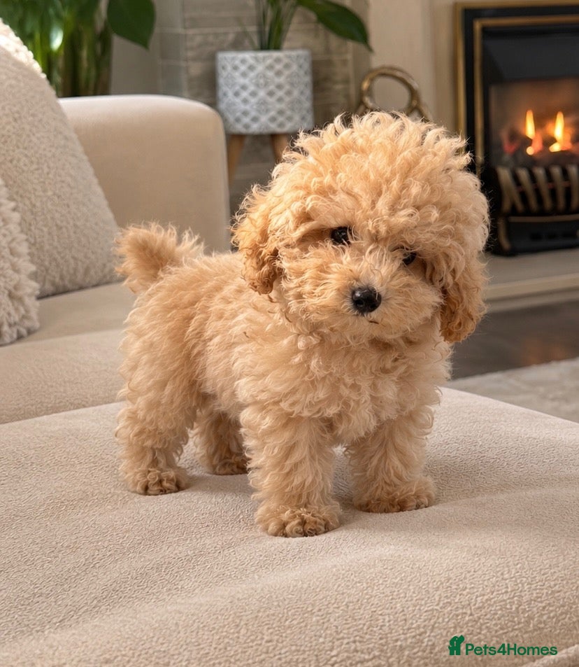 Toy Poodle dogs Beautiful last Toy Poodle/ - Advert 1