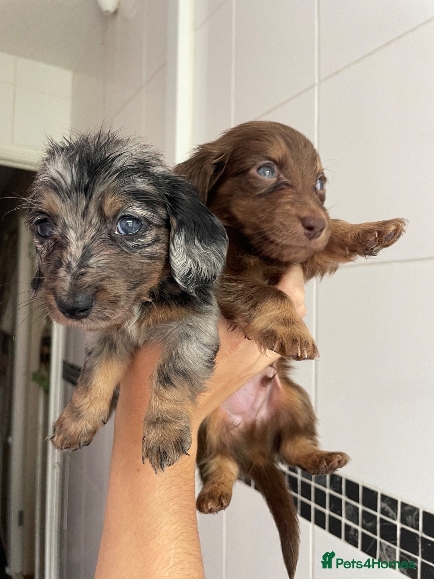 Miniature Dachshund dogs Fluffy miniature dachshund  - Advert 2