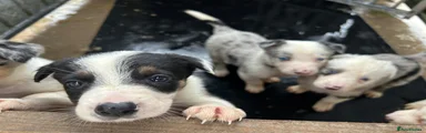 Border Collie 2