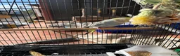 Budgerigars birds for sale: Budgerigar  - Advert 2