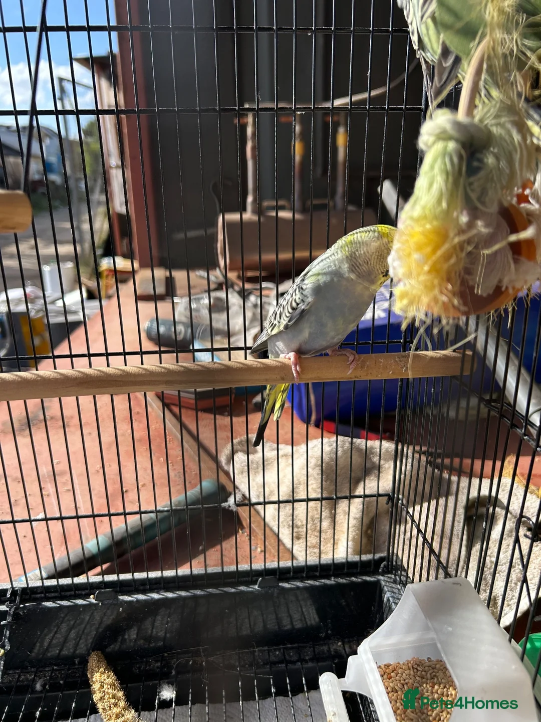 Budgerigars birds for sale: Budgerigar  - Advert 2
