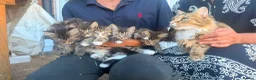 Ragdoll cats for sale: 🐾 Adorable Ragdoll x Tabby Kittens – £395 Each 🐾 in Chesham - Advert 14