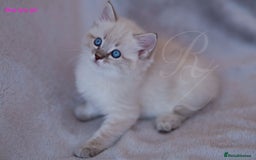 Ragdoll cats for sale: Stunning GCCF Registered Heart Melting Affection - Image 16