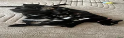 Mixed Breed cats for sale: Kitten for sale  - Advert 3