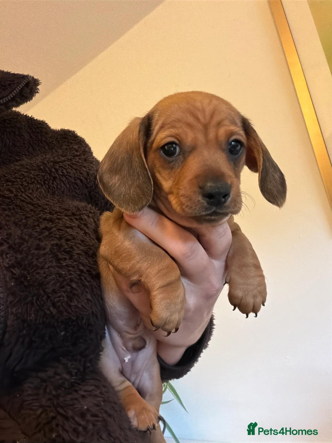 Miniature Dachshund dogs for sale: Gorgeous red mini Dachsund puppies - Advert 15
