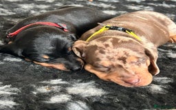 Dachshund dogs for sale: Beautiful dachshund puppies  - Image 5