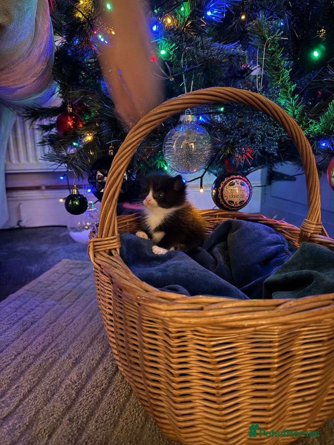 British Longhair cats for sale: 5 Beautiful Kittens  - Advert 7