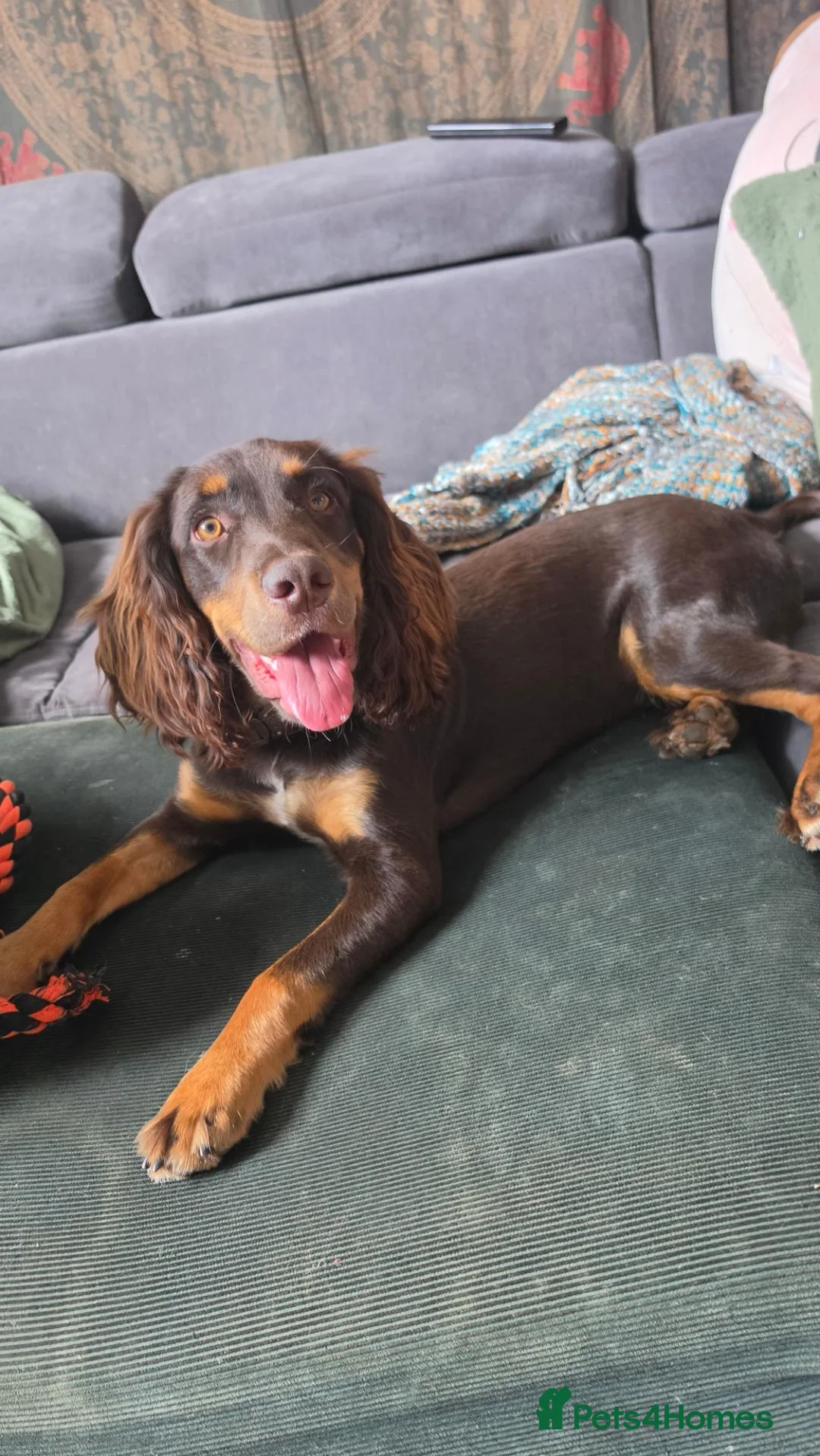 Cocker Spaniel dogs for sale: Lovely Working Cocker Spaniel Rocco - Advert 4