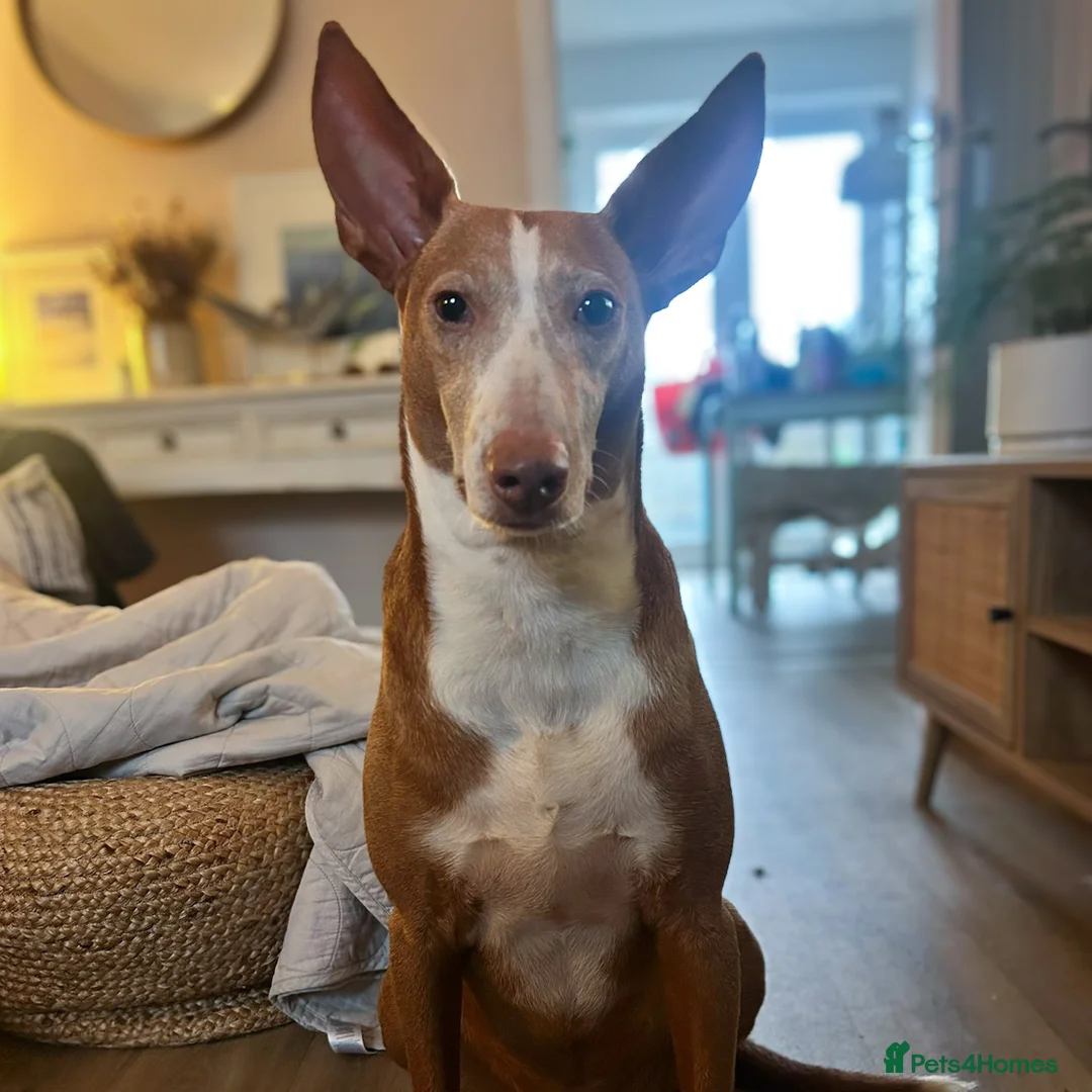 Ibizan Hound dogs for adoption: Kiara - a sweet low energy girl - Advert 2