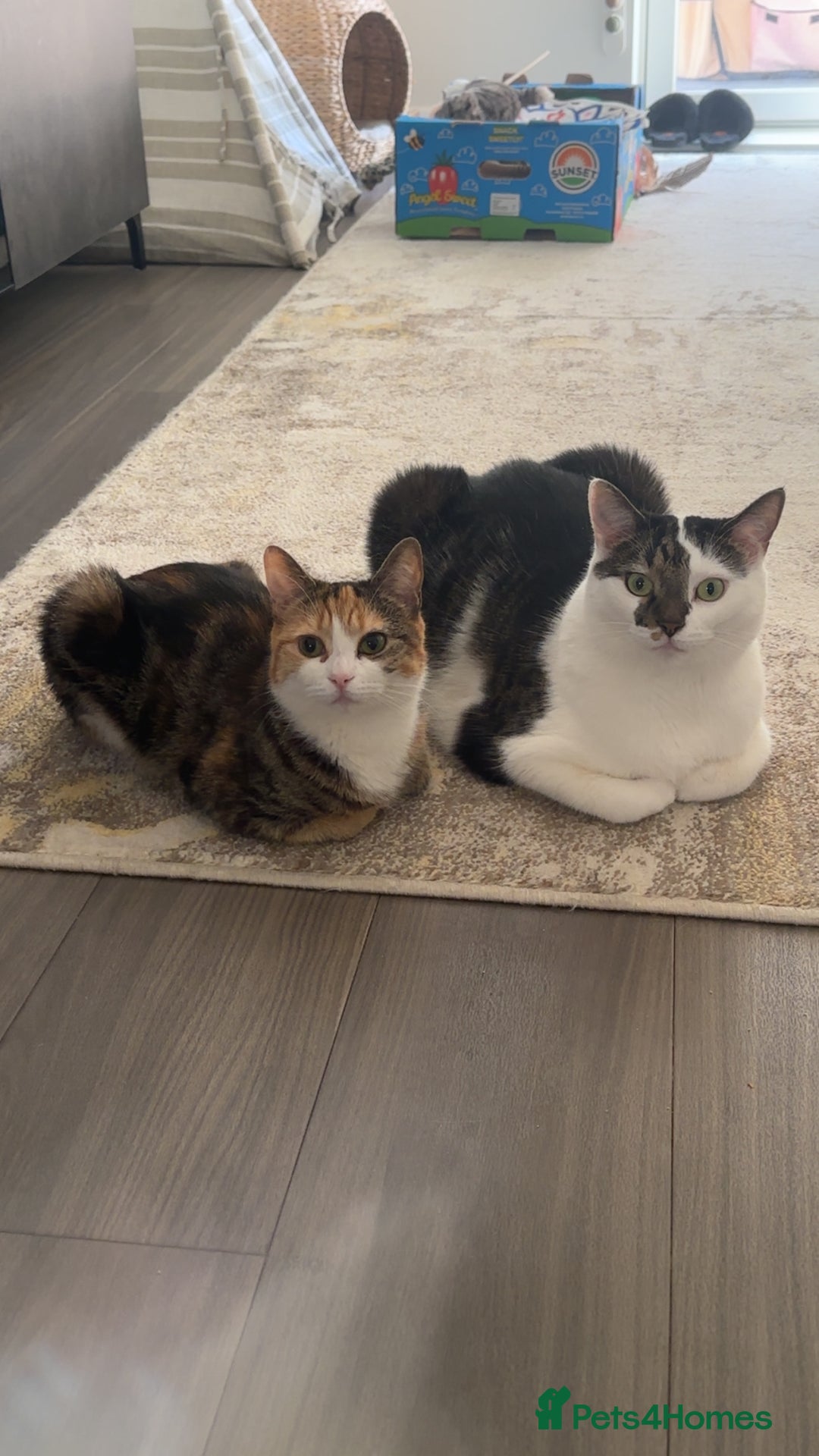 Domestic Shorthair cats for sale: Nala (5) & Kiara (1) - Advert 9