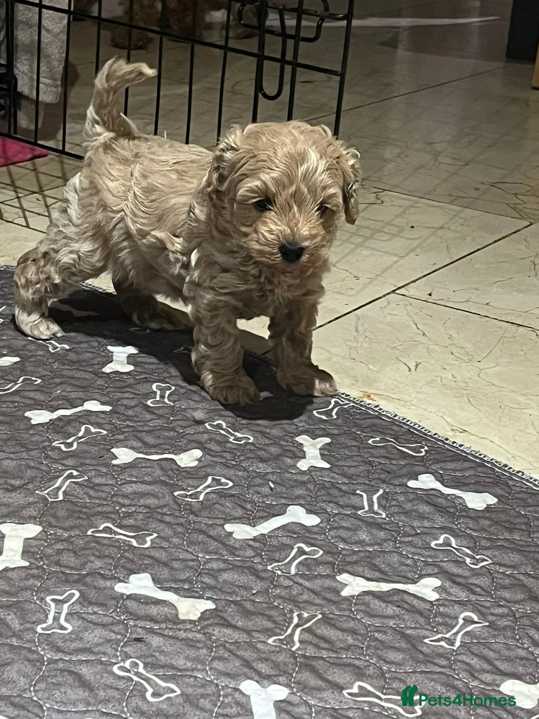 Maltipoo dogs for sale: Maltipoo/mini toy poodle  - Advert 2