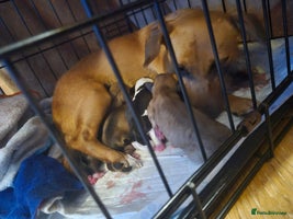 Jug dogs Jack russel x pug - Advert 5