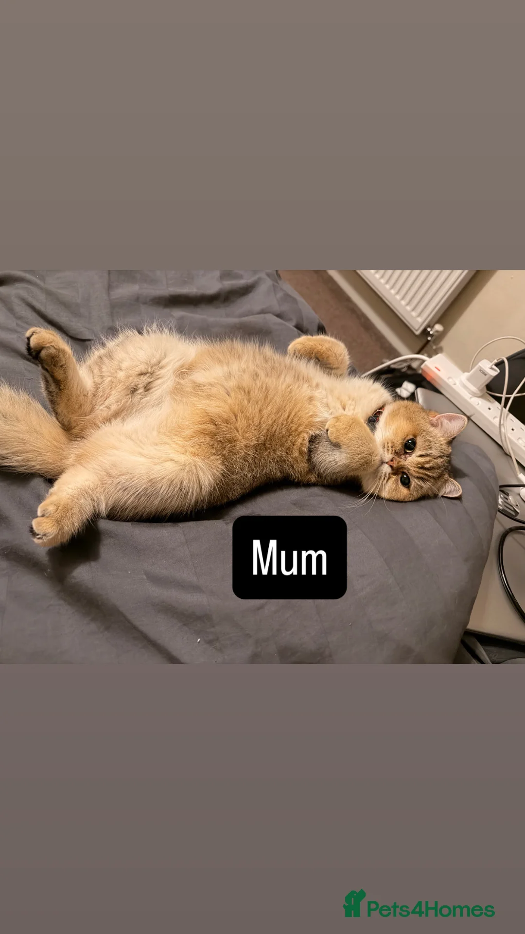Scottish Fold cats for sale: £550 - 2 left! Golden Chinchilla Scottish  - Advert 2