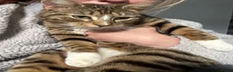 Domestic Shorthair cats for sale: 3 year old outdoor tabby looking for new home   in Lanark - Advert 5