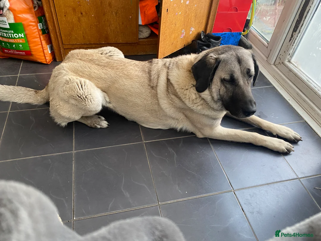 Turkish Kangal dogs for sale: 5 year old pure bread kangal for sale  in London - Advert 3