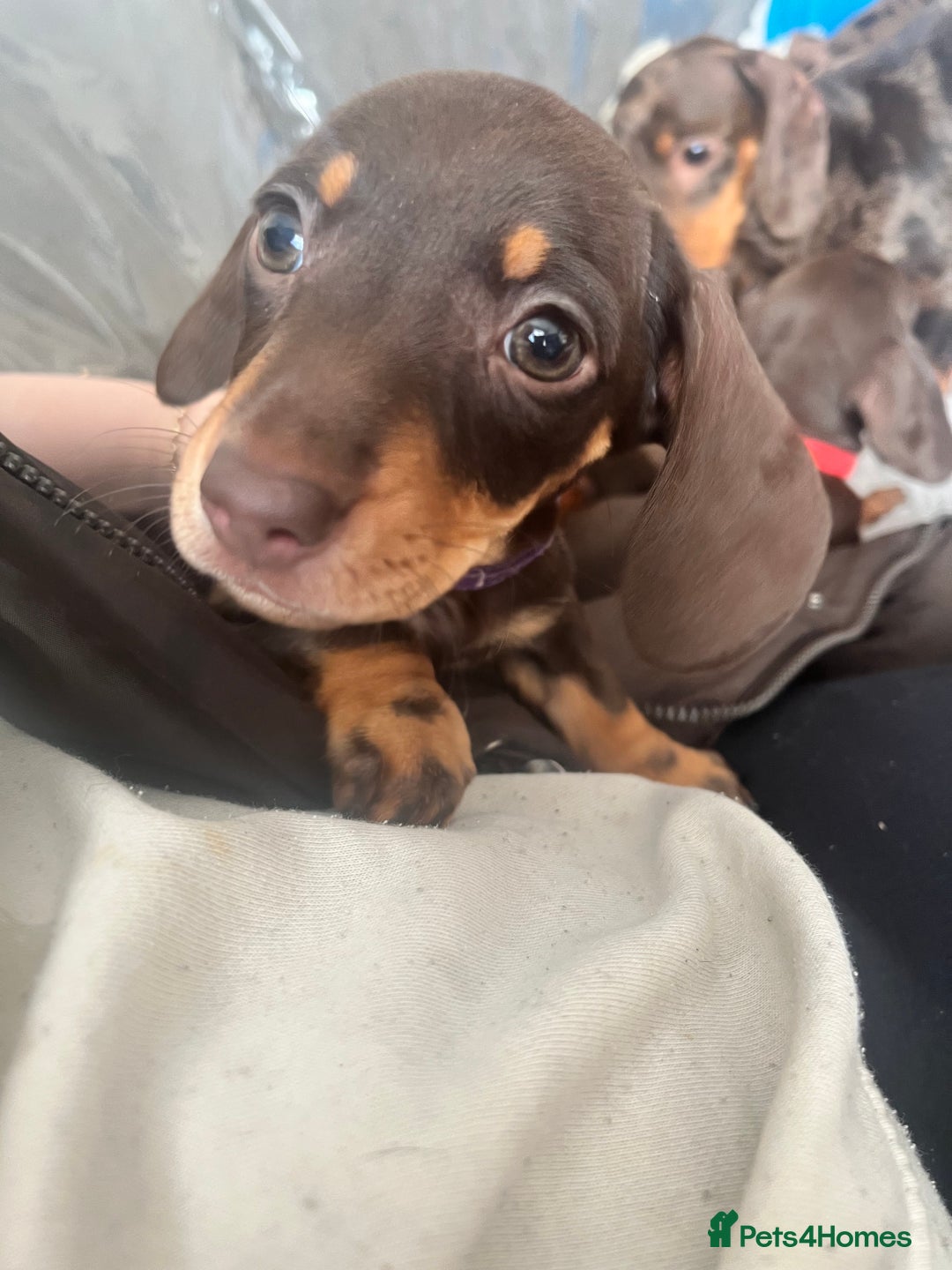 Miniature Dachshund dogs for sale: Beautiful Miniature dachshunds🐶🤎 - Advert 34
