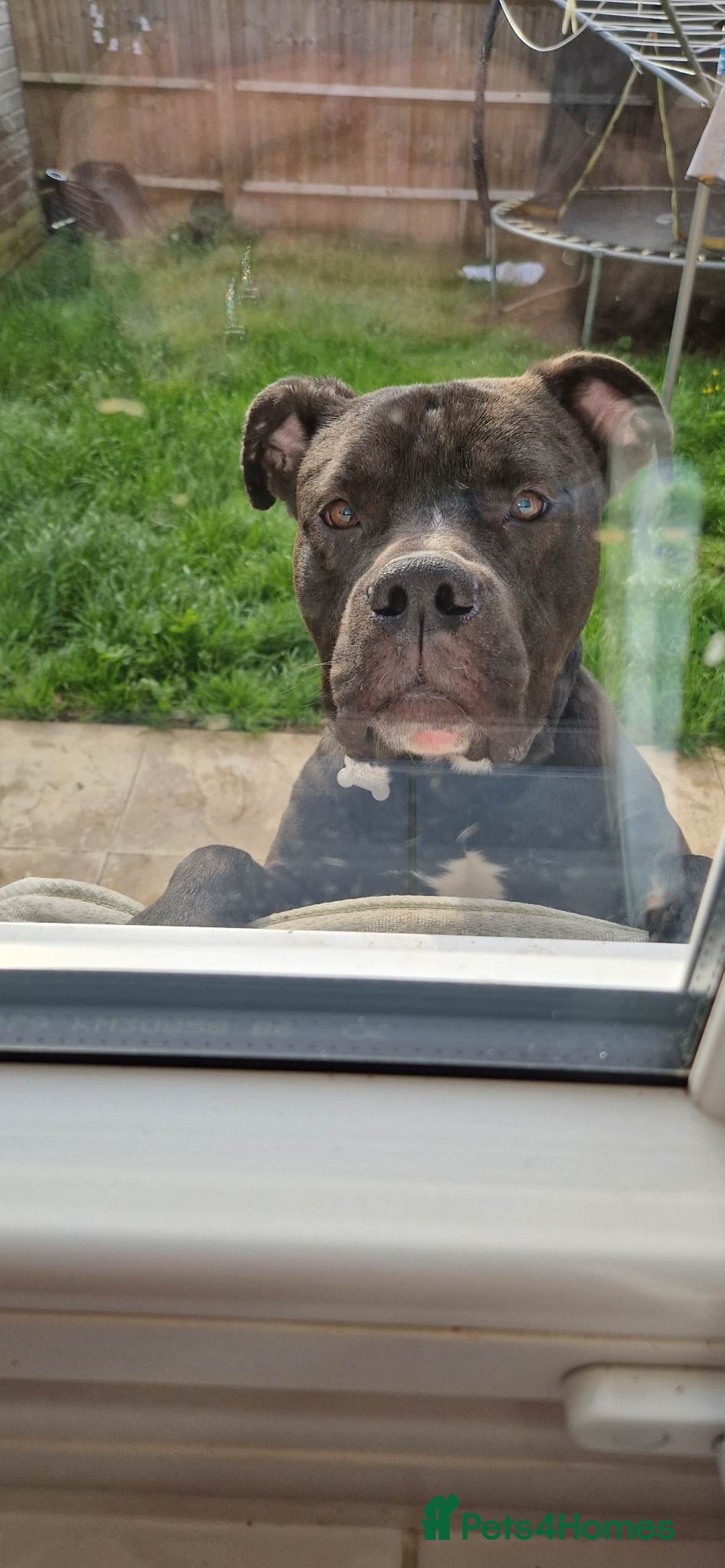 Mixed Breed dogs for sale: New home needed - Advert 1